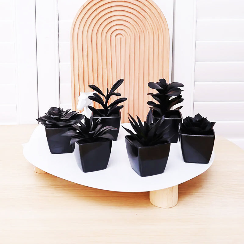 Caelum succulent plant elegant slender living art centerpiece low-maintenance modern home decor